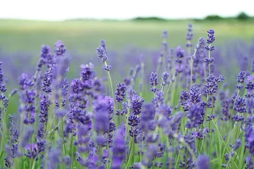 Locally Made & Blooming with Flavor: King George Lavender Simple Syrup