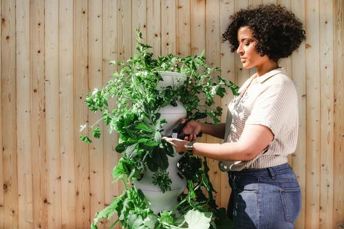 Planting on Good Friday: Folklore, Faith, and Garden Truths