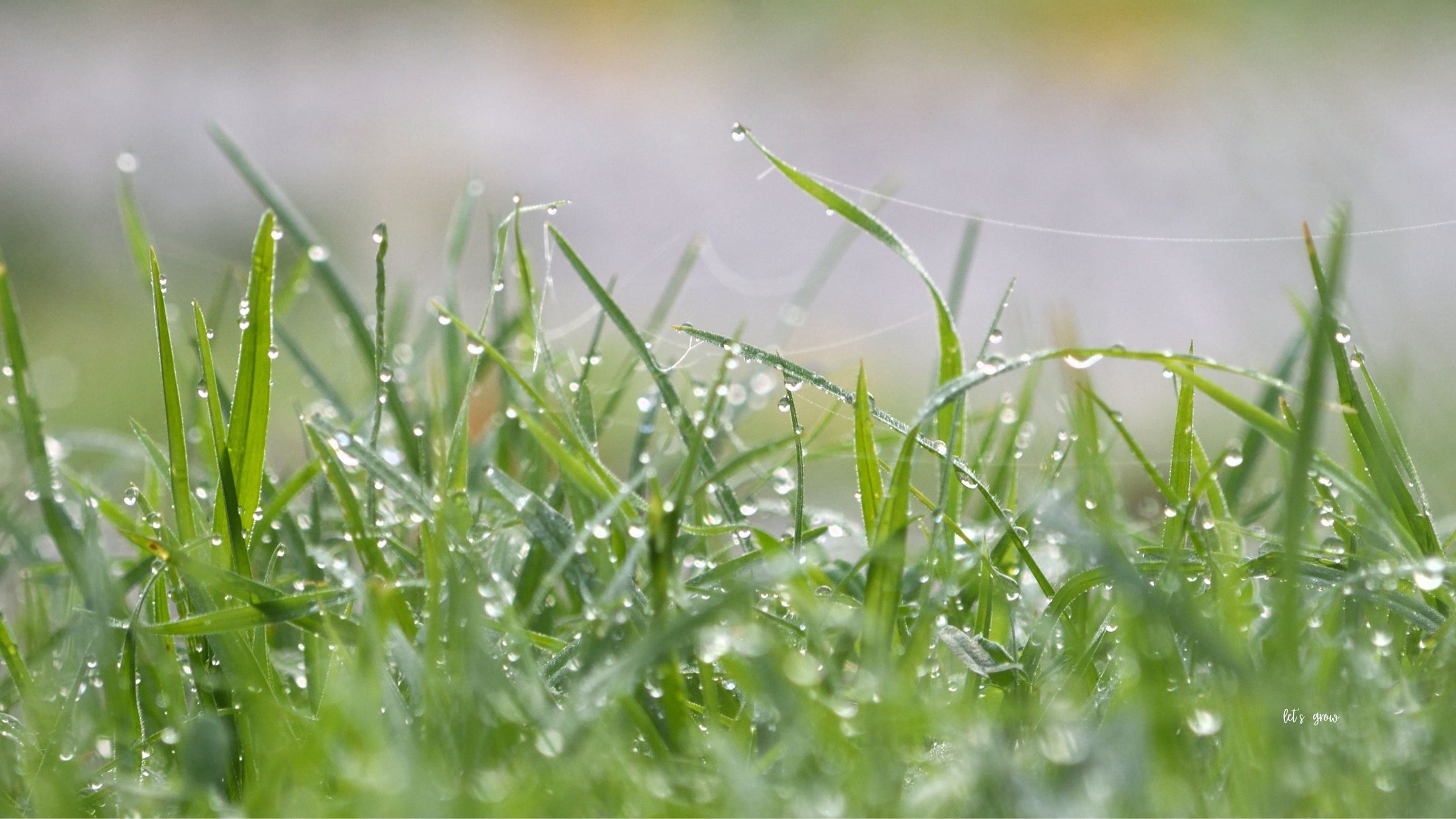 From Drought to Downpour: What June Rain Really Means for Your Lawn and Landscape
