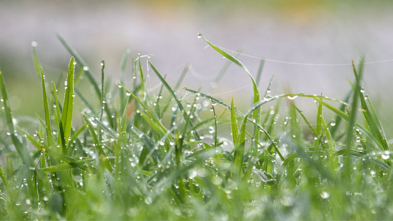 From Drought to Downpour: What June Rain Really Means for Your Lawn and Landscape