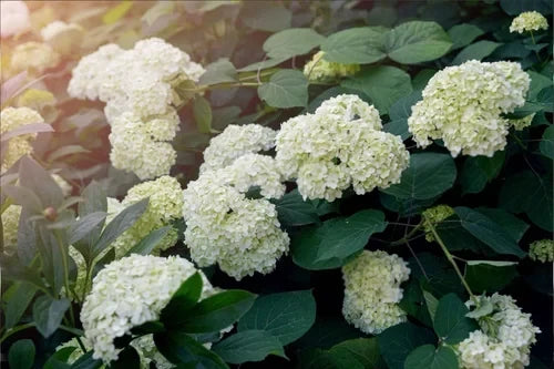 How to Make Your Cut Hydrangeas Last Longer