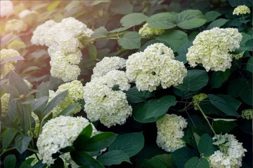 How to Make Your Cut Hydrangeas Last Longer
