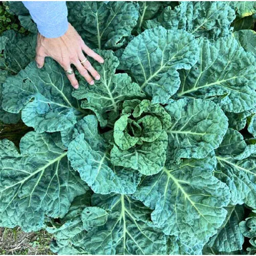 Bradford Collards: A South Carolina Heirloom with Deep Roots