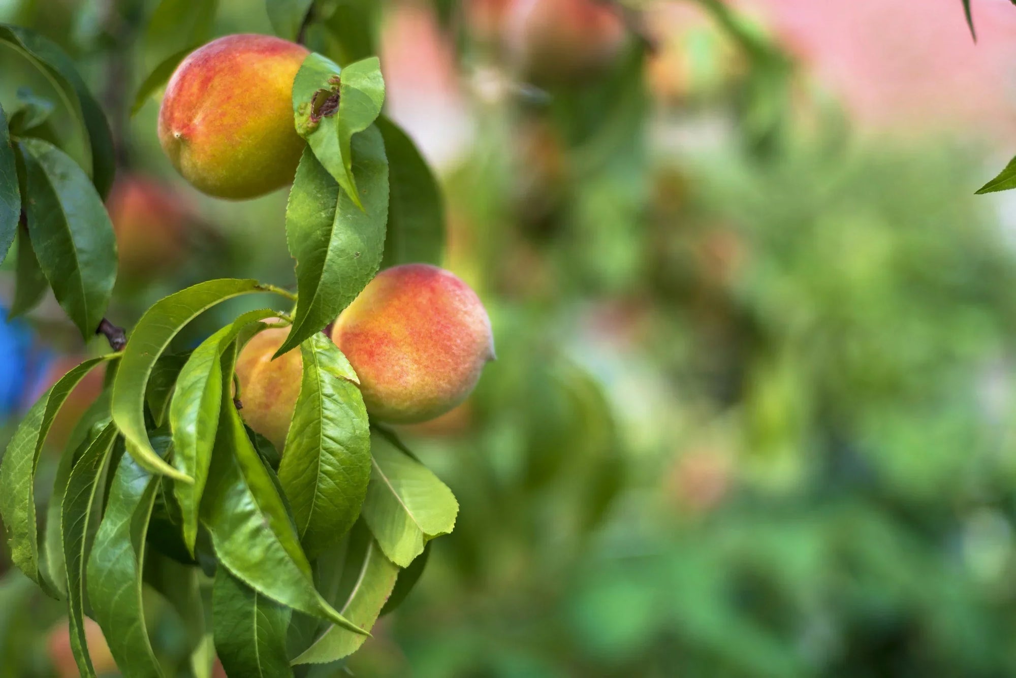Fruit trees