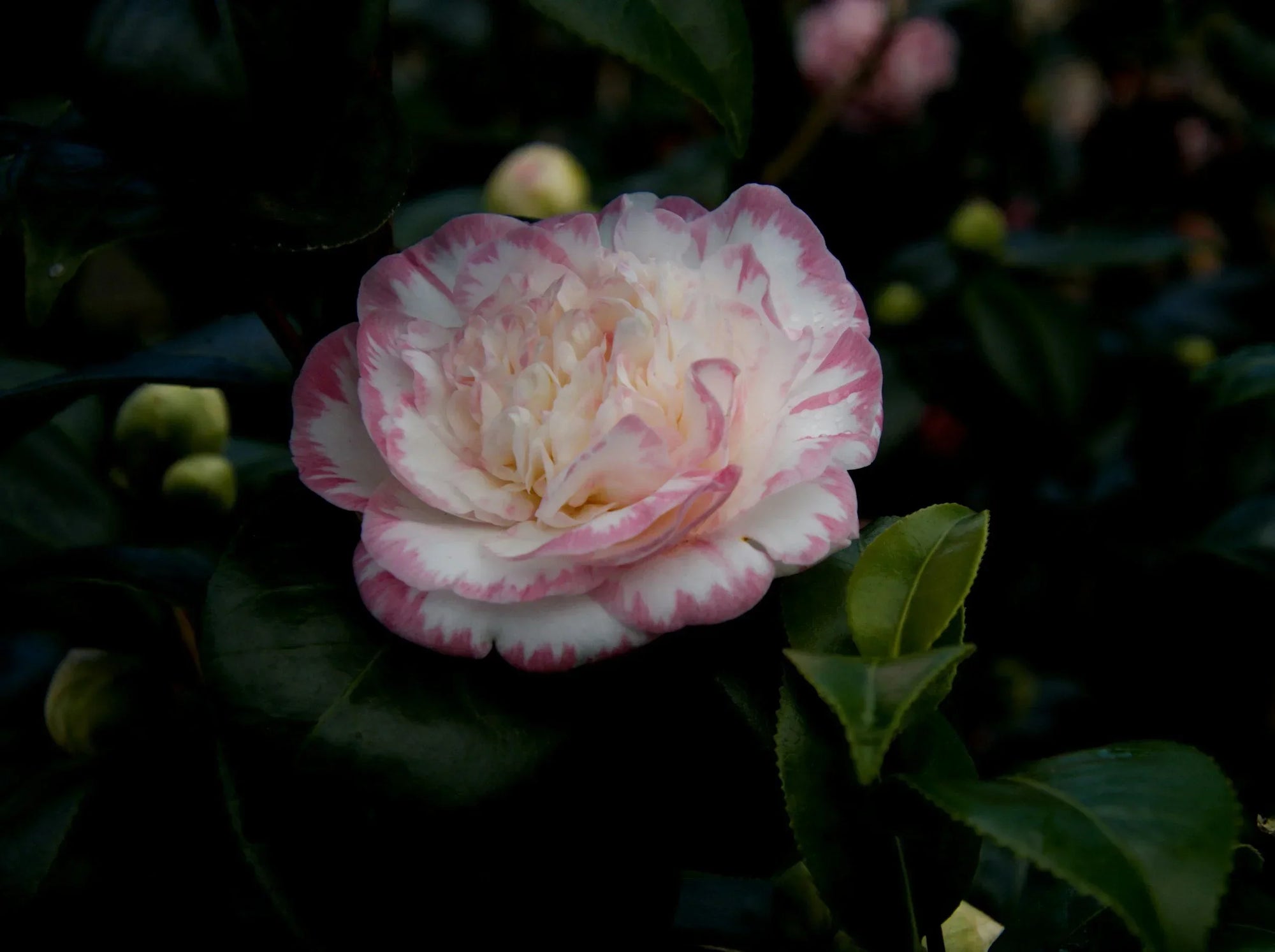 Camellias