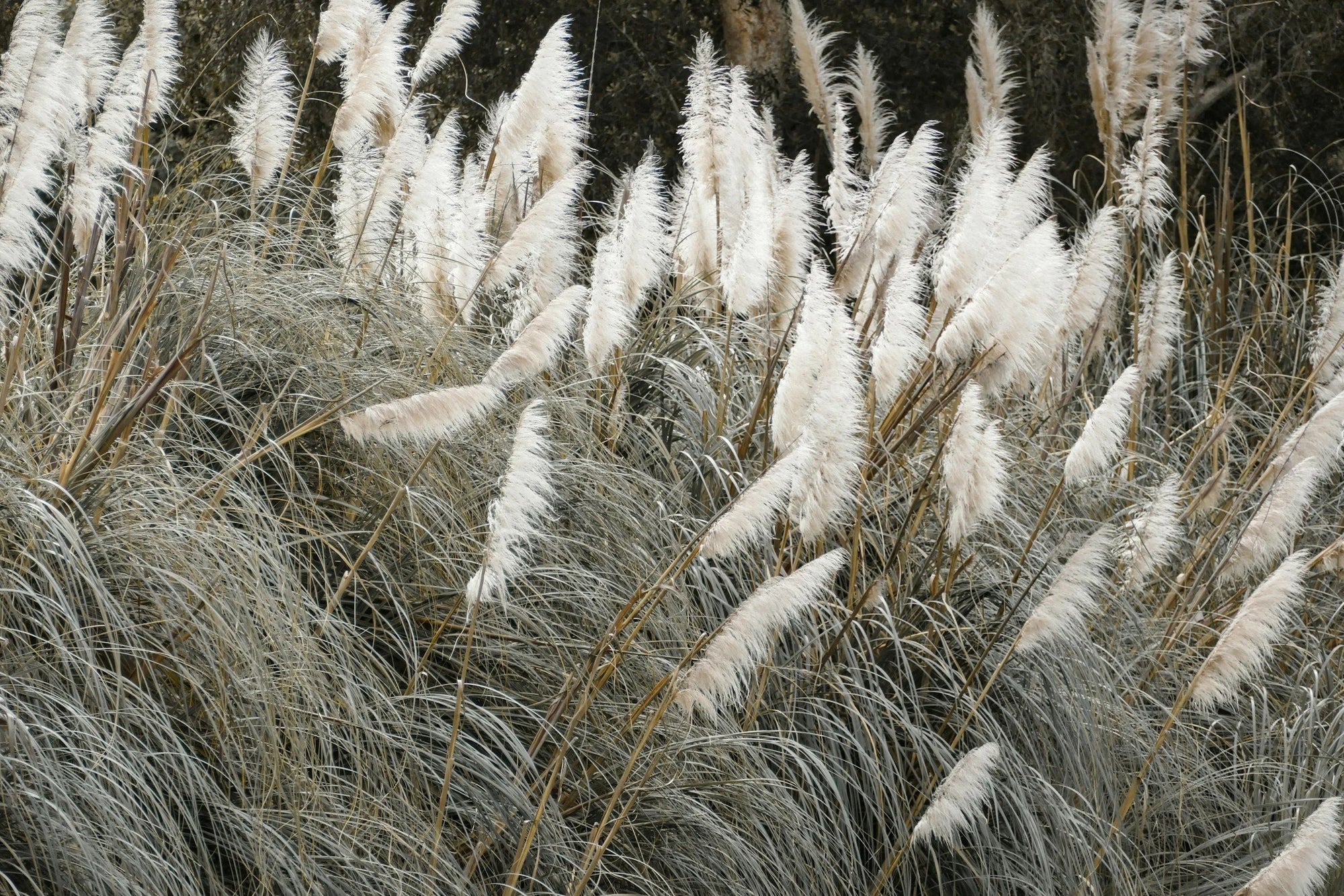 Ornamental Grasses