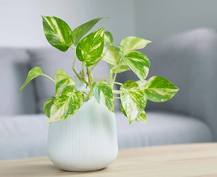 House plants