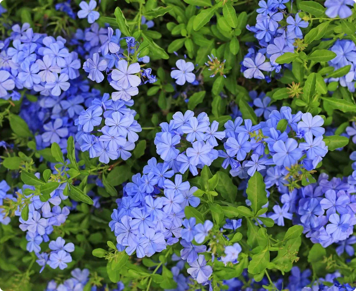 Annuals