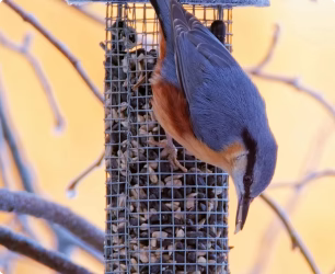 Cole’s Wild Bird Seed