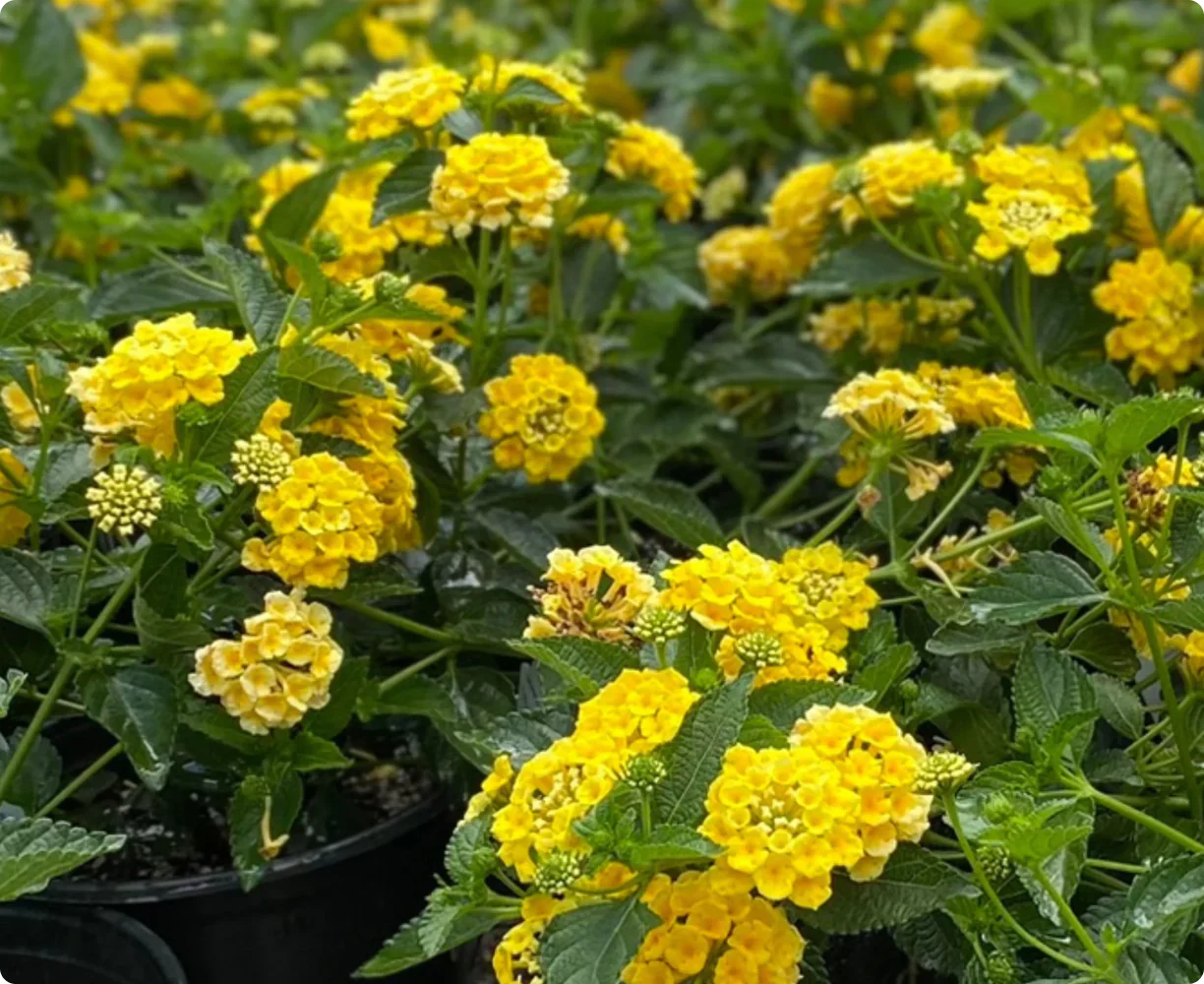 Perennials
