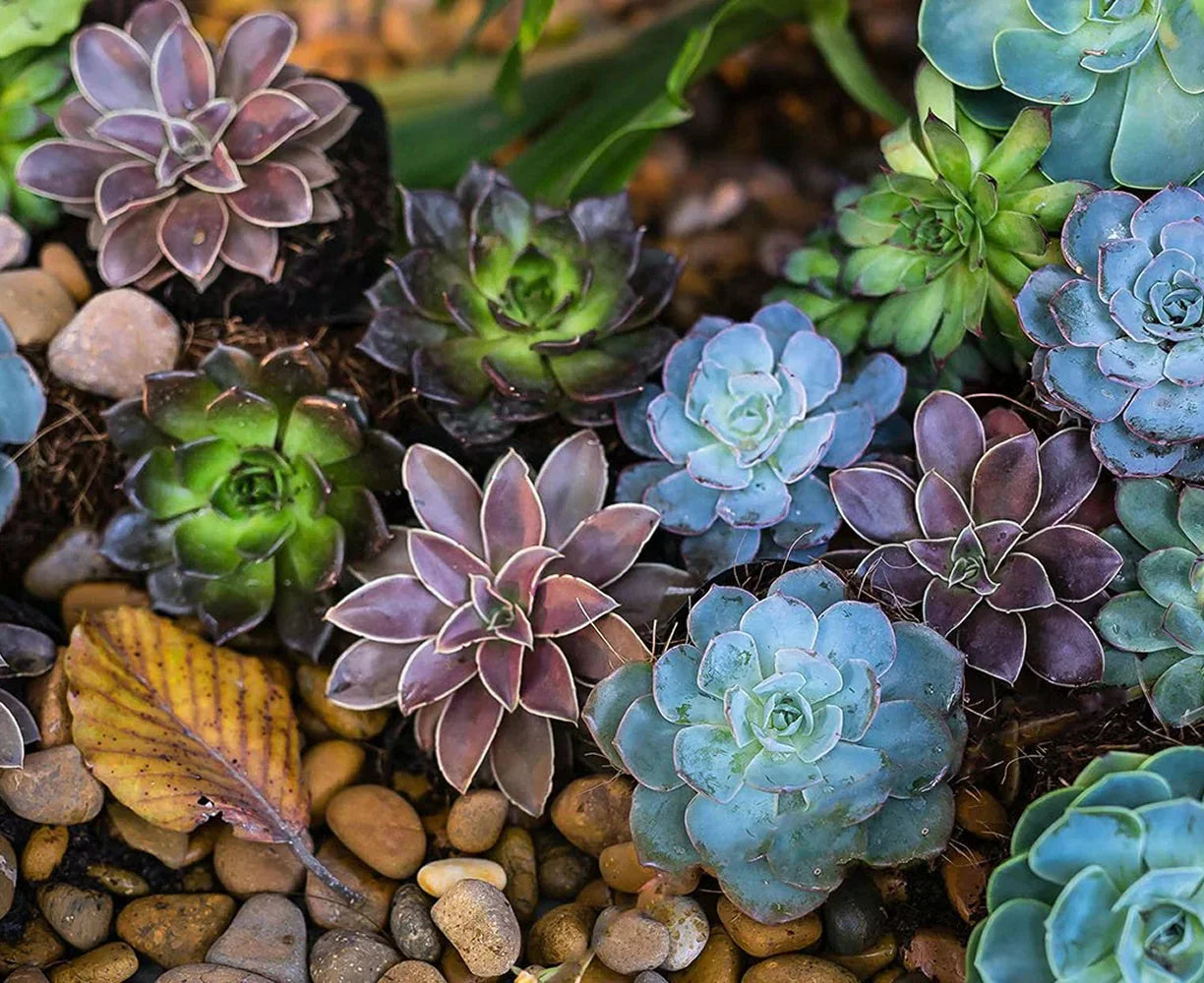 Cacti & Succulents