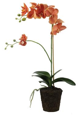 Faux Phalaenopsis Orchid with Soil 23.5"