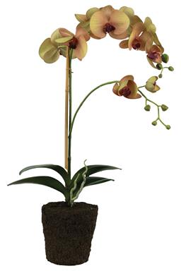 Faux Phalaenopsis Orchid with Soil 23.5"
