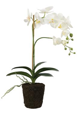 Faux Phalaenopsis Orchid with Soil 23.5"