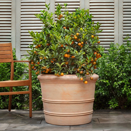 Classic Orangerie Planter Terra Cotta