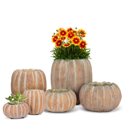 Cement Pumpkin Planter Low