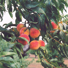 Baby Gold Peach