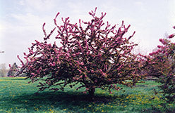 Centurion Flowering Crab (Crabapple)