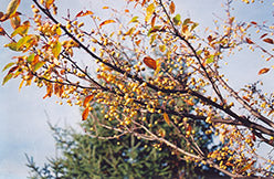 Harvest Gold Flowering Crab (Crabapple)