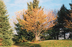 Harvest Gold Flowering Crab (Crabapple)