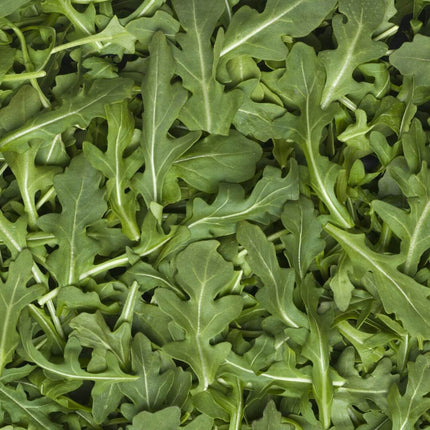 MKT Fresh Arugula (Each)