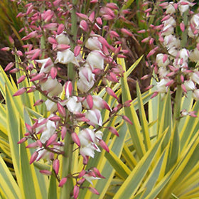 Bright Star Yucca