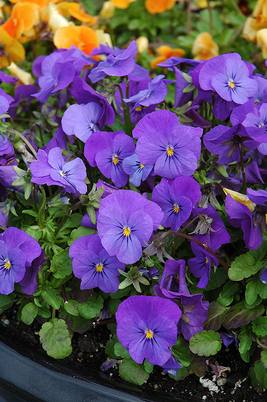 Penny Blue Viola