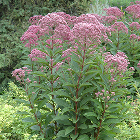 Joe Pye Weed (Eupatorium)
