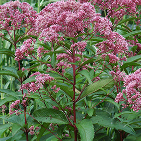 Joe Pye Weed (Eupatorium)