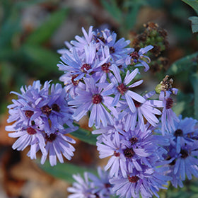 Smooth Aster
