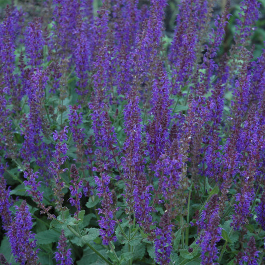 May Night Sage (Salvia)