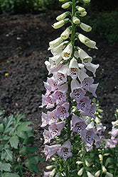 Camelot Lavender Foxglove (Digitalis)
