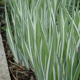 Variegated Japanese Flag Iris