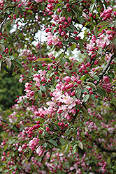 Indian Summer Flowering Crab (Crabapple)