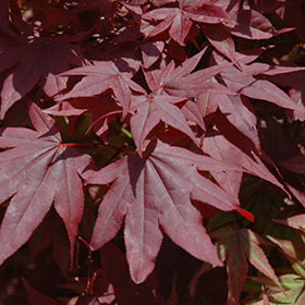 Oshio Beni Japanese Maple (Acer)