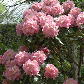 Scintillation Rhododendron