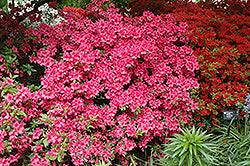 Girard's Rose Azalea