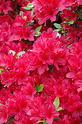 Hino Crimson Azalea