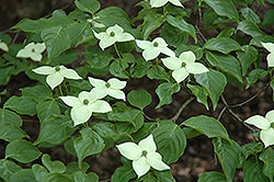 Blue Ray Chinese Dogwood (Cornus)