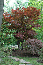 Oshio Beni Japanese Maple (Acer)