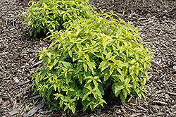 Sunshine Blue Caryopteris