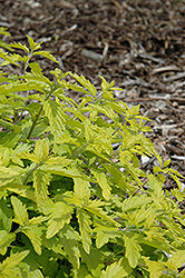 Sunshine Blue Caryopteris
