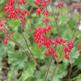 Ruby Bells Coral Bells (Heuchera)