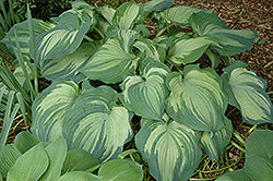 Guardian Angel Hosta