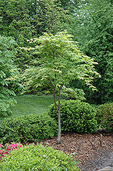 Osakazuki Japanese Maple (Acer)