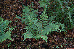 Dixie Wood Fern