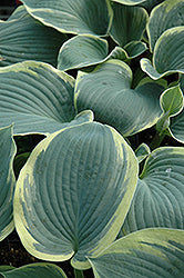 American Halo Hosta