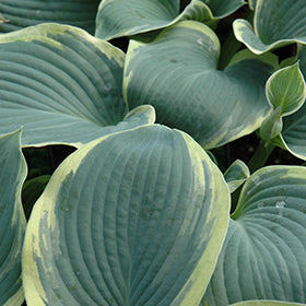 American Halo Hosta