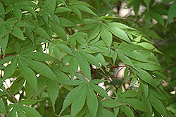 Osakazuki Japanese Maple (Acer)