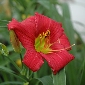 Little Business Daylily (Hemerocallis)